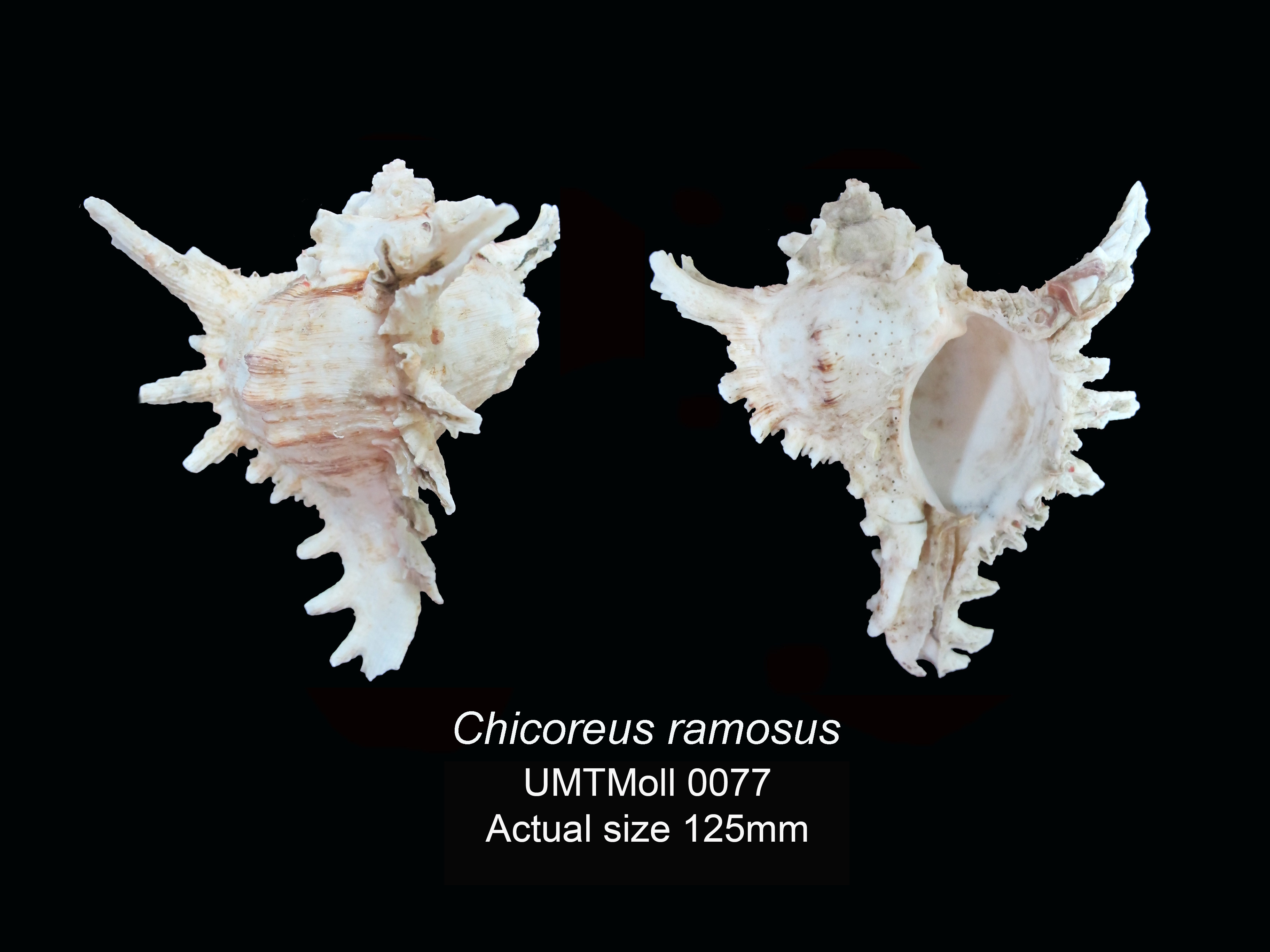 Specimen image